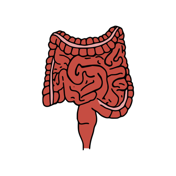 Intestines doodle vector illustration. Digestive system cartoon icon isolated on white background - Vector, Image