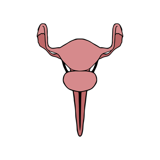 Uterus doodle vector ilustración. icono de dibujos animados órgano interno femenino aislado sobre fondo blanco - Vector, imagen