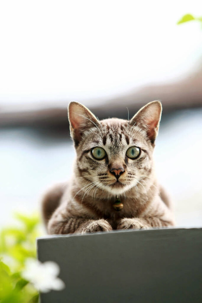 Schöne graue Katze sitzt im Freien - Foto, Bild