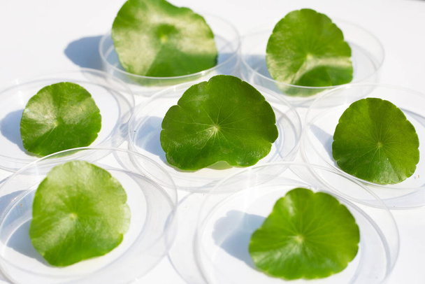 Świeże zielone liście centella asiatica w naczyniach Petriego na białym tle. - Zdjęcie, obraz