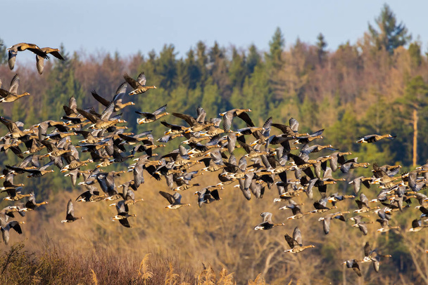 Great Goose, (Anser anser), Νότια Βοημία, Τσεχική Δημοκρατία - Φωτογραφία, εικόνα