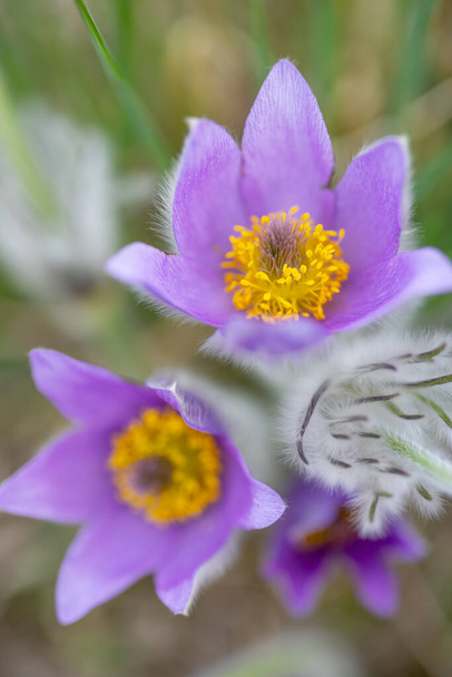 Pasque flower, National park Podyji, Southern Moravia, República Checa - Foto, Imagem