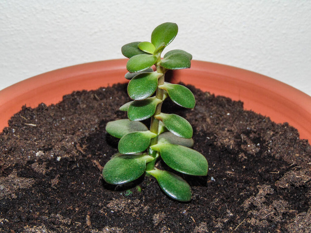 Planta de jade (Crassula ovata) planta no vaso - Foto, Imagem