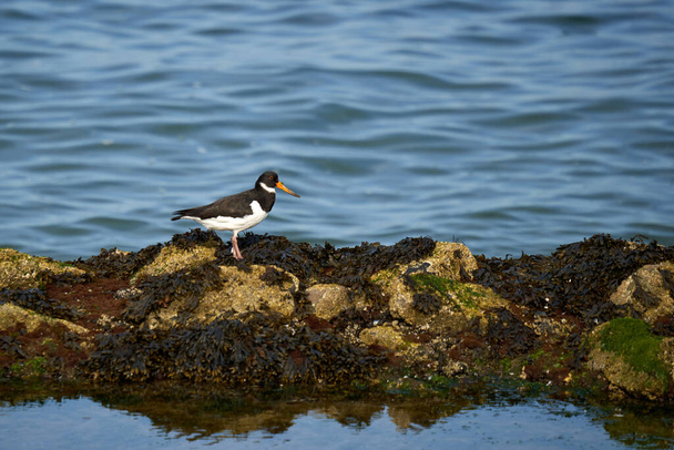1 Oystercatcher (Haematopus ostralegus, Austernfischer) se trouve sur la côte de la mer du Nord. Oiseau animal sur pierre avec algues, eau bleue derrière. - Photo, image