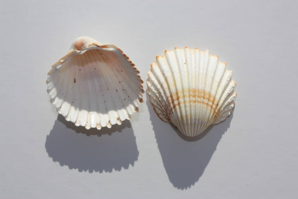 Seashell of bivalve mollusc tuberculate cockle or rough cockle, Moroccan cockle (Acanthocardia tuberculata) on a neutral background. Place of find: Aegean Sea, Greece, Halkidiki - Zdjęcie, obraz