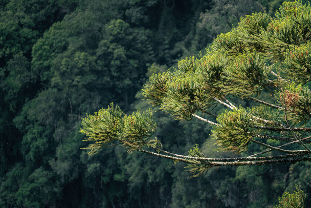 Sosna paranowa lub sosna brazylijska - drzewo Araucaria (Araucaria angustifolia) - Zdjęcie, obraz