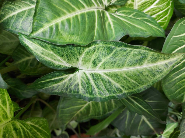 Syngonium podophyllum or arrowhead plant, arrowhead vine, arrowhead philodendron, goosefoot, nephthytis, African evergreen, American evergreen. It is a species of aroid that is a popular houseplant.  - Foto, Imagen