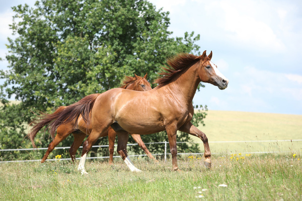 Два каштанових коні біжать разом
 - Фото, зображення