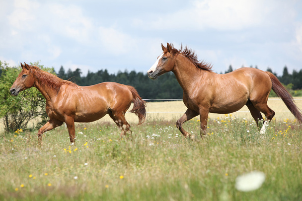 Dois cavalos de castanha a correr juntos
 - Foto, Imagem