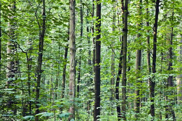 Troncos na floresta
 - Foto, Imagem