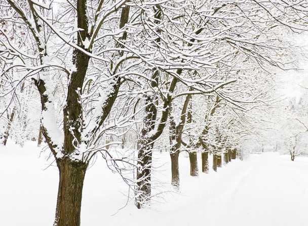 Alley in winter - Fotografie, Obrázek