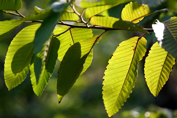 Листья тропических деревьев текстуры фона - Фото, изображение