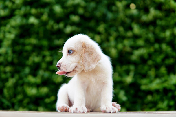 Wit-tan kleur beagle puppy tonen rode tong en kijken aan de linkerkant. Beagles worden gebruikt in een reeks onderzoeksprocedures. Het algemene uiterlijk van de beagle lijkt op een miniatuur Foxhound. Beagles hebben uitstekende neuzen. - Foto, afbeelding