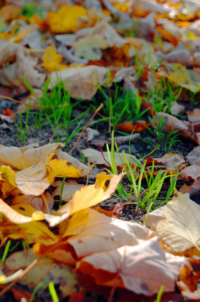 Bunte Herbstblätter - Foto, Bild
