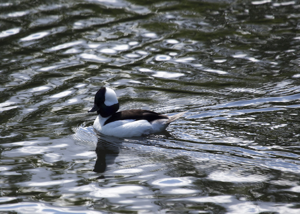 Bufflehead Ördek suda - Fotoğraf, Görsel