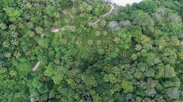 Csodálatos erdő Légi kilátás erdők esőerdők ökoszisztéma és egészséges környezet háttér Textúra zöld fák erdő tetején lefelé - Fotó, kép