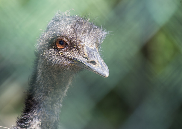 Emu Portrait - Foto, Imagen