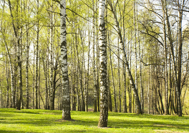 春の白樺林 - 写真・画像