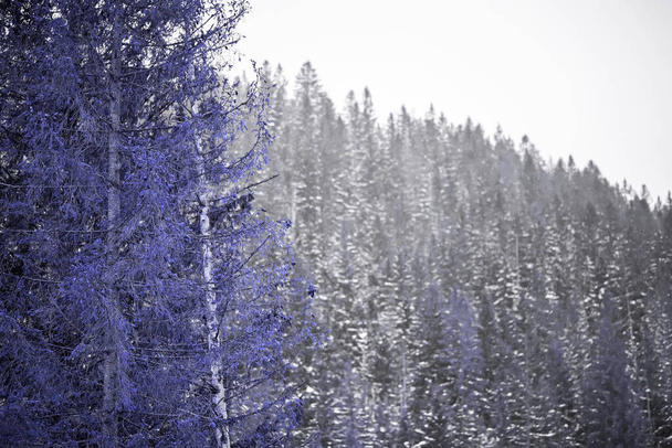 photo of a snowy coniferous forest. It's snowing and coniferous trees.Very Peri - color 2022 - Foto, immagini