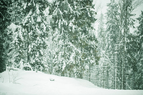 photo of a snowy coniferous forest. It's snowing and coniferous trees - Fotó, kép