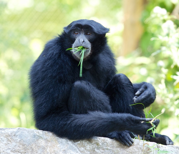 Siamang-Gibbon frisst Gras - Foto, Bild