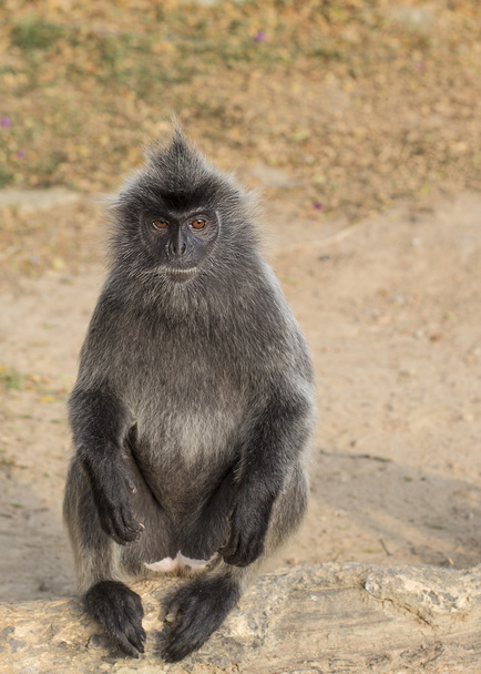 Gümüş Yaprak Maymun - Fotoğraf, Görsel