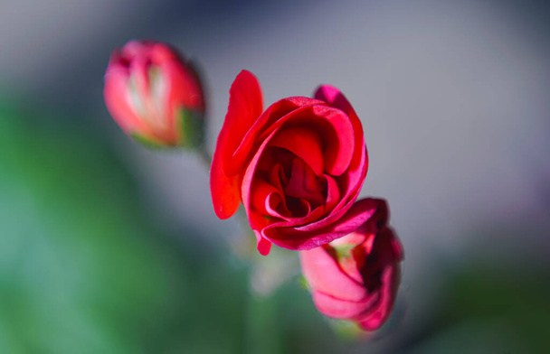                 Kukinta silmut, jotka ovat alkaneet avautua, geranium kukannuput                - Valokuva, kuva