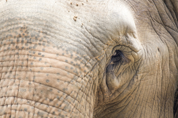 Elephant's eye - Foto, imagen