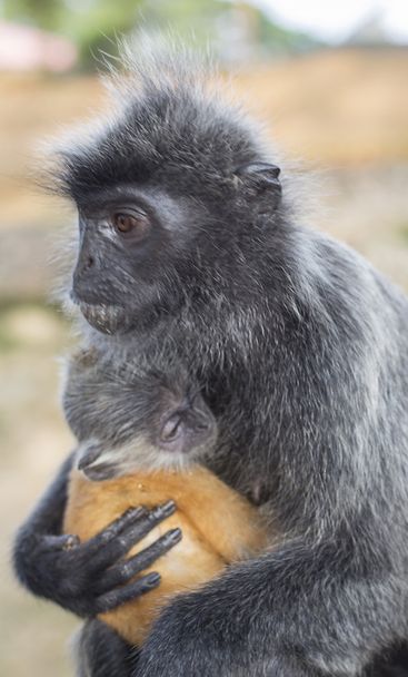 Hopeanvärinen apina
 - Valokuva, kuva