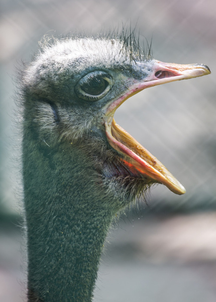 emu-Porträt - Foto, Bild