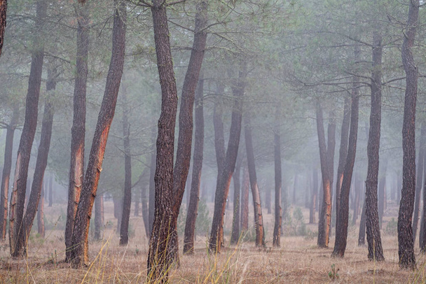 hartsin louhinta Pinus pinaster metsässä, Montes de Coca, Segovia, Espanja - Valokuva, kuva