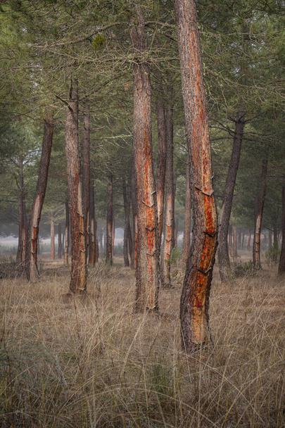 スペイン・セゴビアのMontes de Coca, Segovia, Spainのマツ林での樹脂抽出 - 写真・画像
