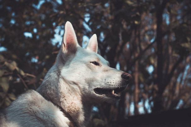 портрет молодого білого собаки на тлі листя в сонячний день
 - Фото, зображення