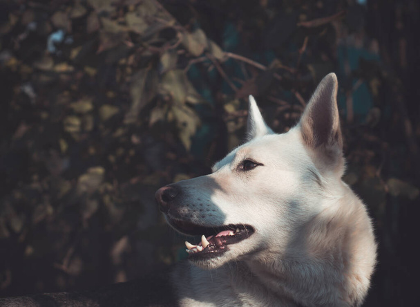 retrato de un joven perro blanco sobre el telón de fondo del follaje en un día soleado - Foto, imagen