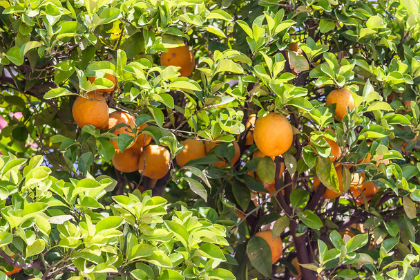 Orange trees - Citrus sinensis - Photo, Image
