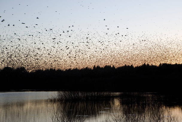 Hollanda, Dwingelderveld 'de Starling Bulutu - Fotoğraf, Görsel