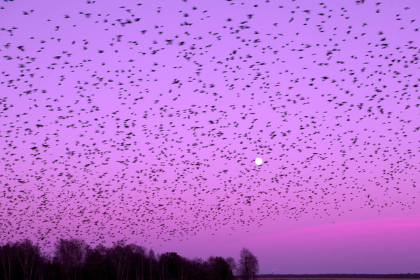 Starling cloud in Dwingelderveld, Netherlands - Fotografie, Obrázek
