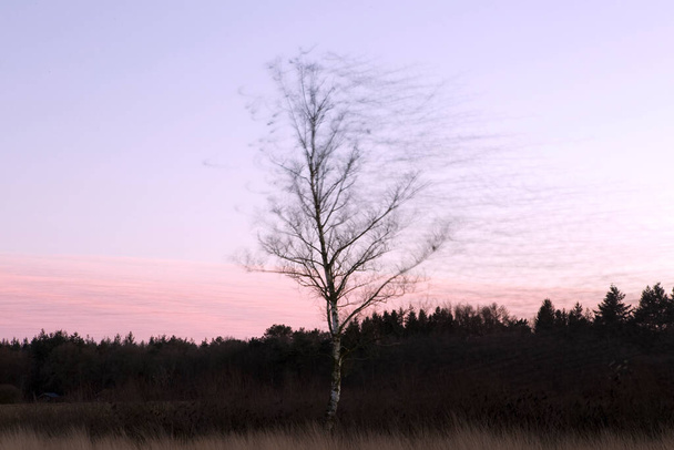 Hollanda, Dwingelderveld 'de sığırcıklı huş ağacı - Fotoğraf, Görsel