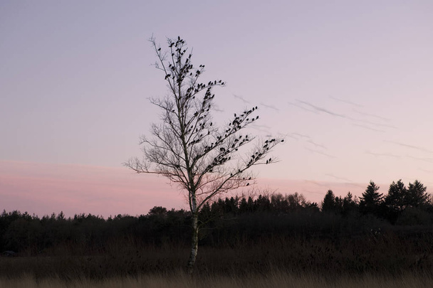 Birch with starlings in Dwingelderveld, the Netherlands - Fotografie, Obrázek