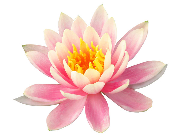 isolated cutout colorful Lotus flowers die cut element transparent background spa peaceful meditation sign with clipping path - Photo, Image