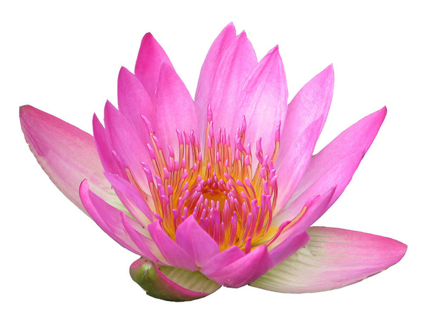 aislado recorte colorido flores de loto mueren elemento cortado fondo transparente spa pacífico signo de meditación con camino de recorte - Foto, Imagen