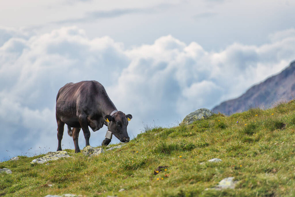 Een eenzame droevige koe in een weiland in de Zwitserse Alpen - Foto, afbeelding