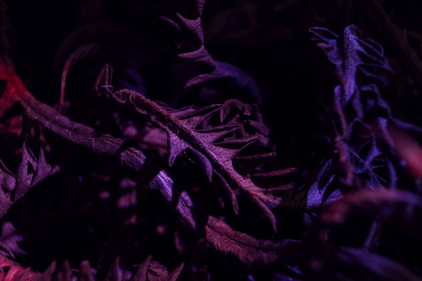 Zblízka Krásný vybledlý starý list v neonovém světle. Koncept abstrakčního podzimního stylu. Vzor pozadí pro návrh. - Fotografie, Obrázek