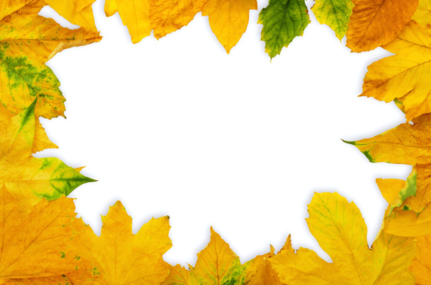 Кленовий листя кадру
 - Фото, зображення