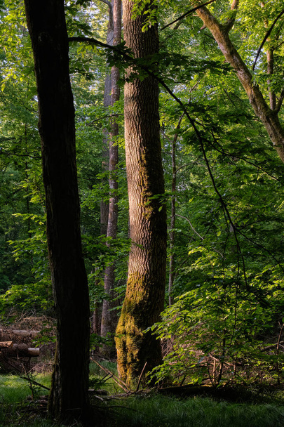Światło wchodzące do bogatego lasu liściastego rano ze starym dębem w tle, Puszcza Białowieska, Polska, Europa - Zdjęcie, obraz