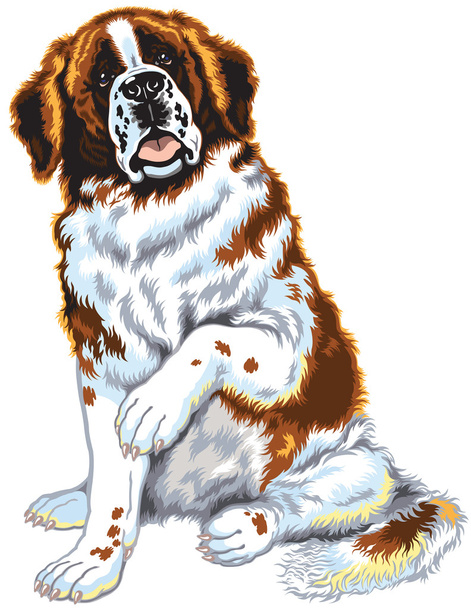 Saint bernard σκύλος - Διάνυσμα, εικόνα