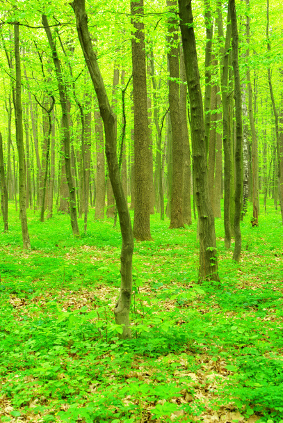 Forest - Zdjęcie, obraz