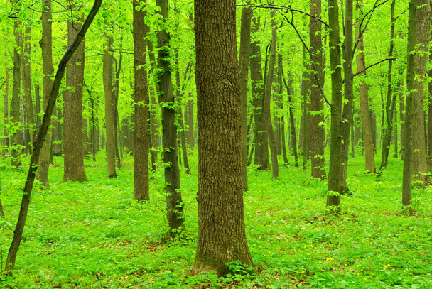 Green trees - Foto, Imagem