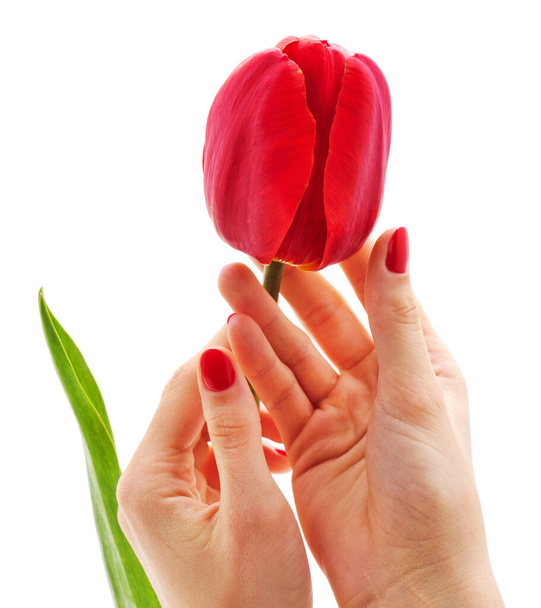 Red tulip in hand isolated on a white background. - Foto, immagini