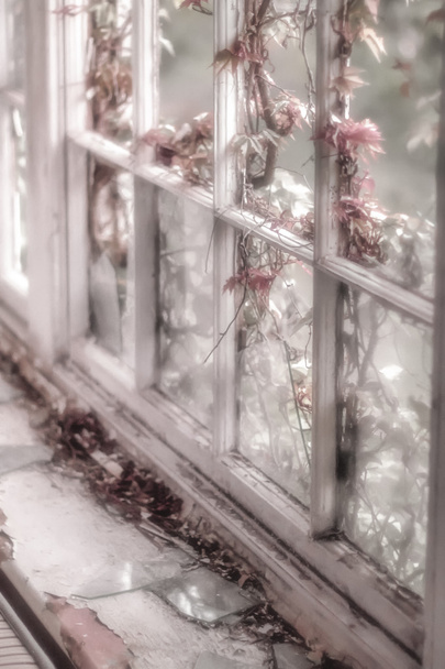 Разбитое окно с розовым цветком в мягком фокусе
 - Фото, изображение